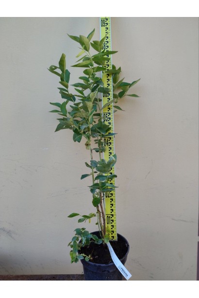 Голубика высокорослая Дюк - 3л/вис.70-90см/Ø30-40см